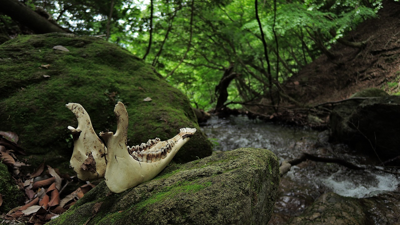 Image - bone death mountain woods river