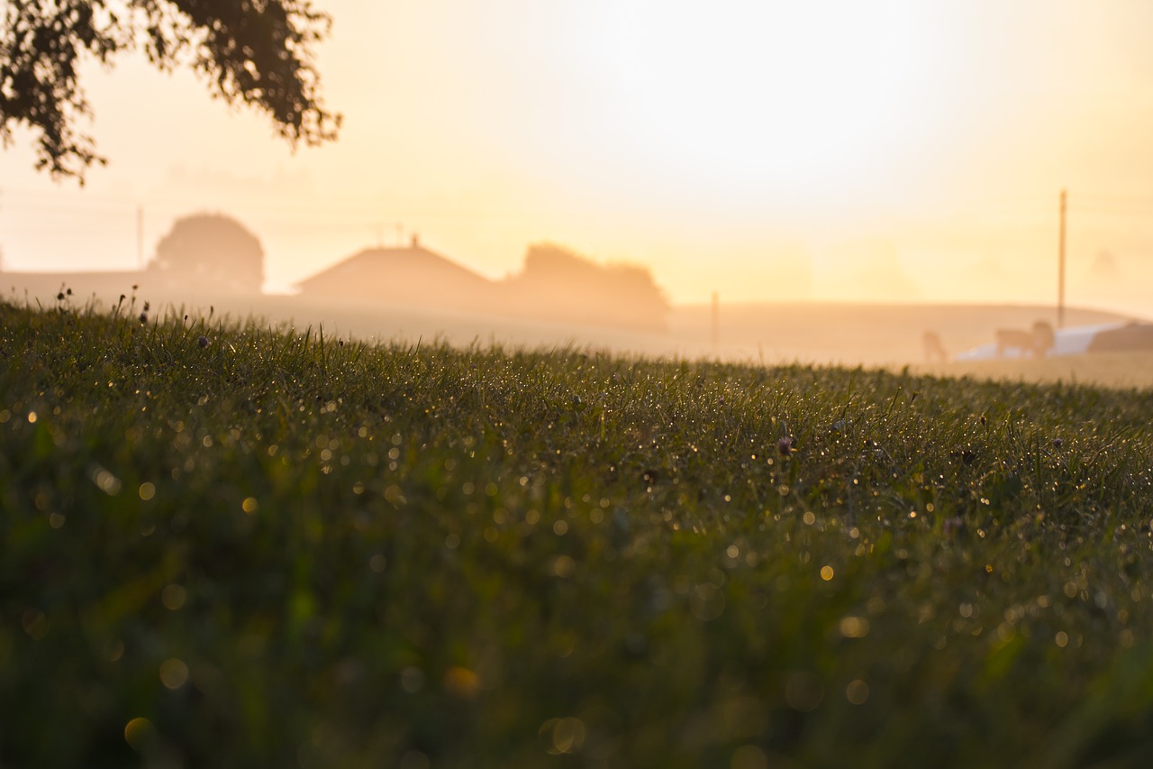 Image - rural morning field grass tree