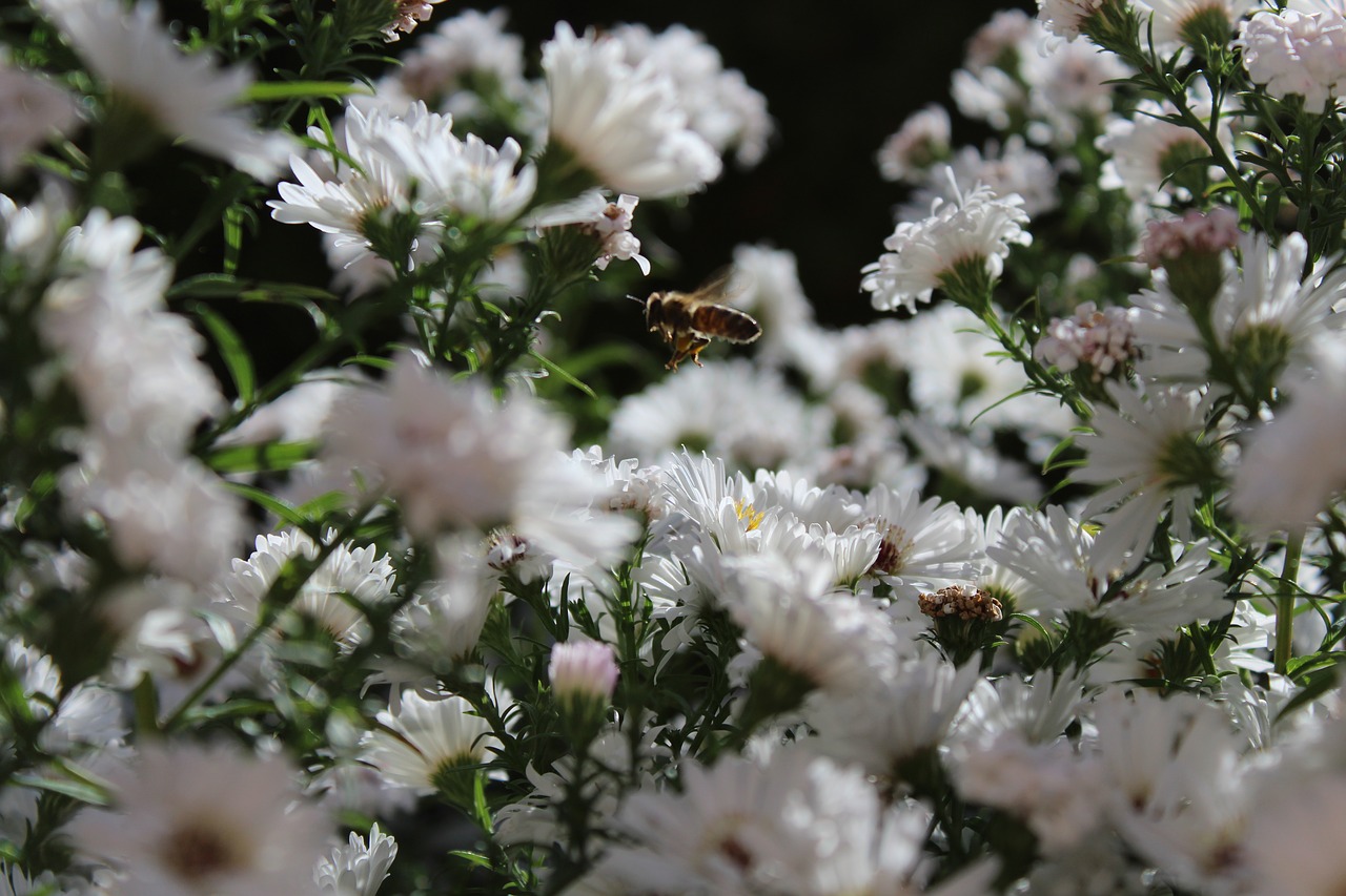 Image - bee bee in the approach insect