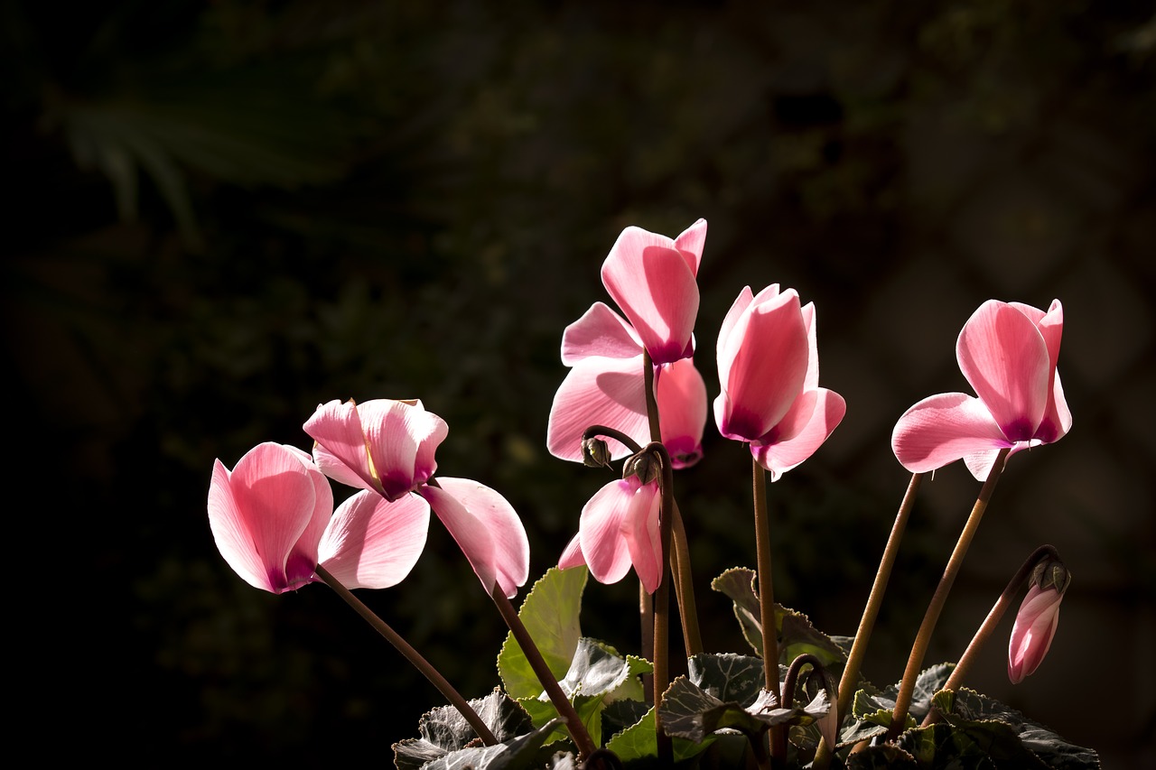 Image - cyclamen winter autumn flowers