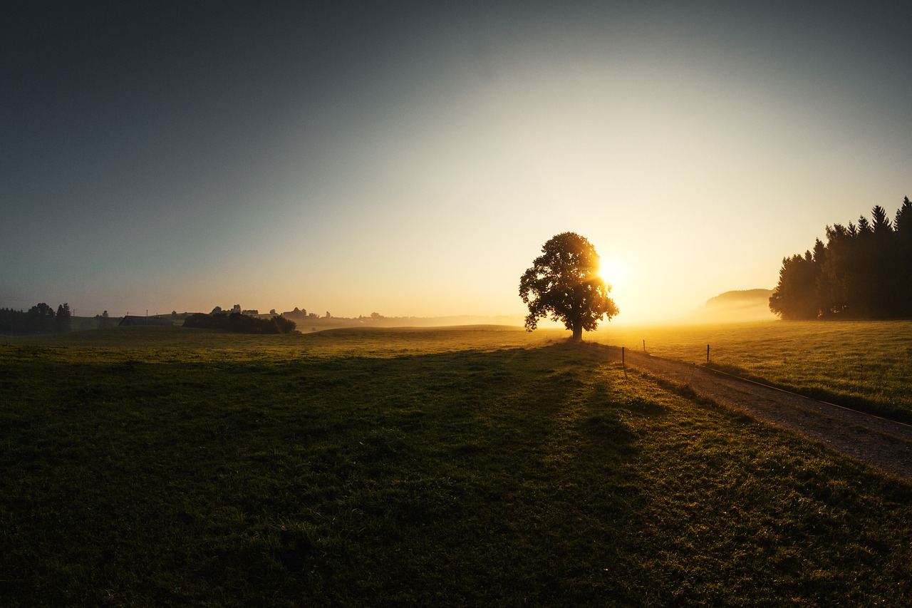 Image - sunrise fog tree grass fisheye