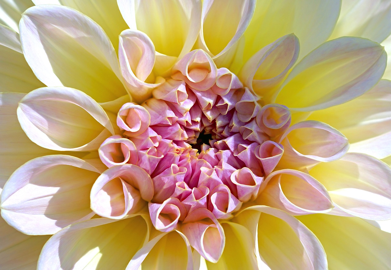 Image - dahlia white flower blossom bloom