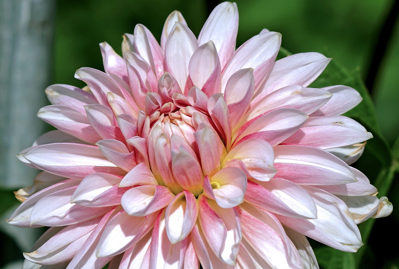 Image - dahlia salmon flower garden blossom