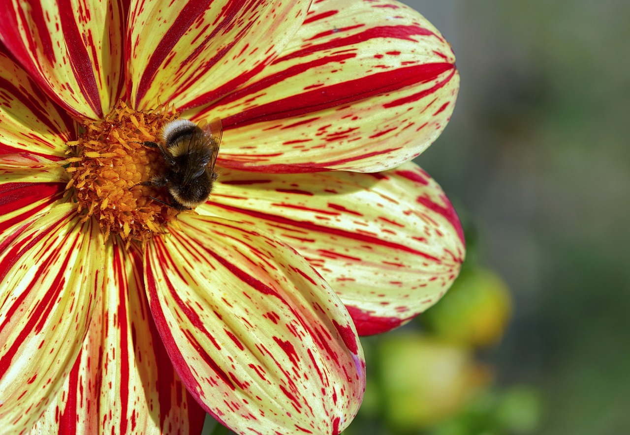 Image - dahlia yellow flower blossom bloom