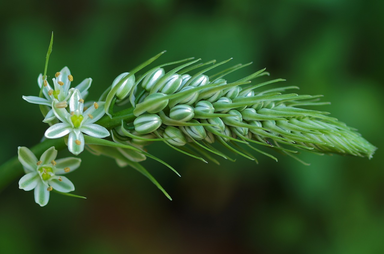 Image - flowering stems filigree flora