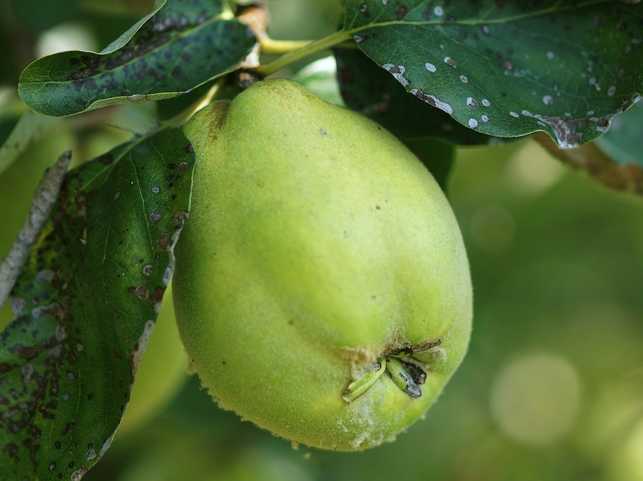 Image - autumn fruit quince green fruit