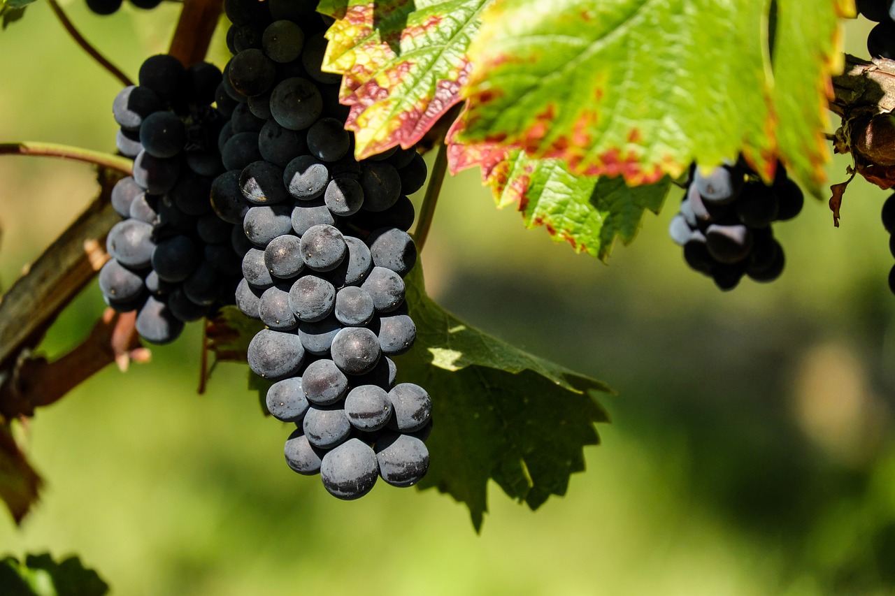 Image - grapes fruit fruits blue