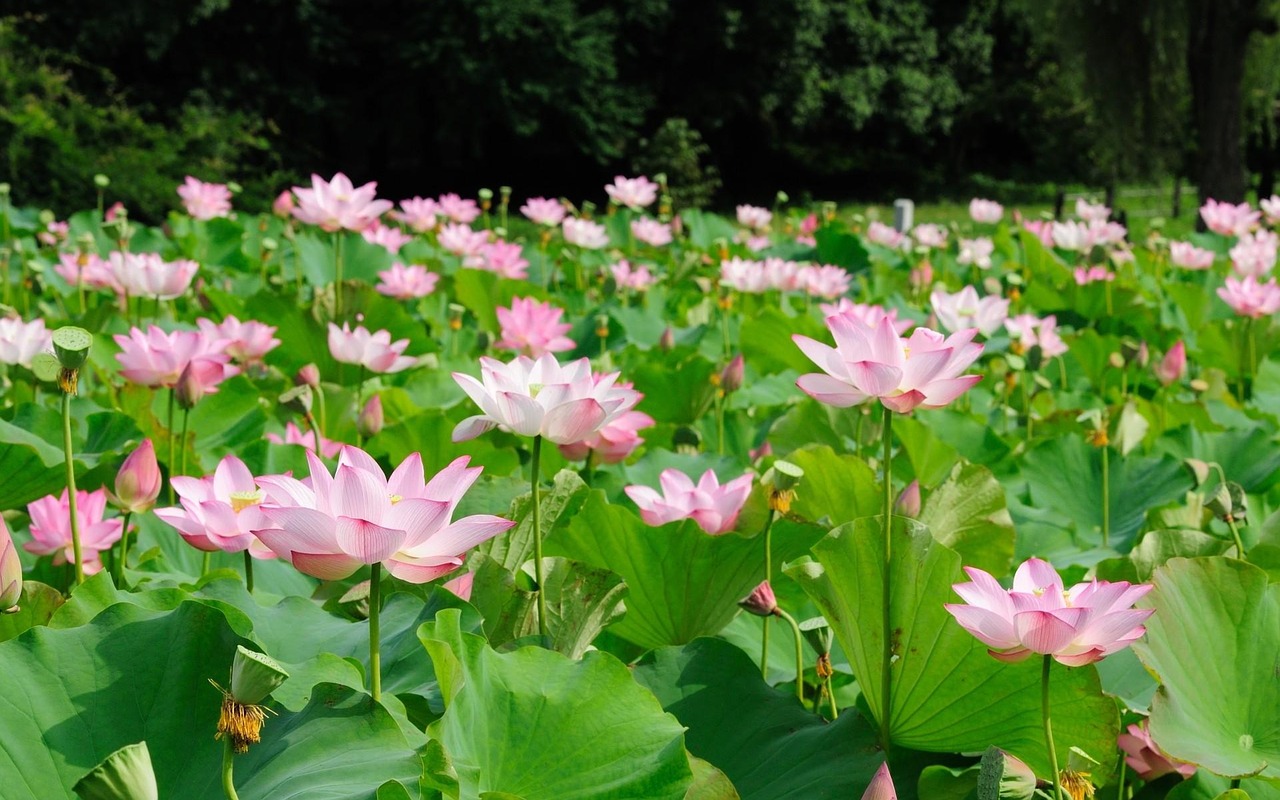 Image - pond water lily flower vietnam