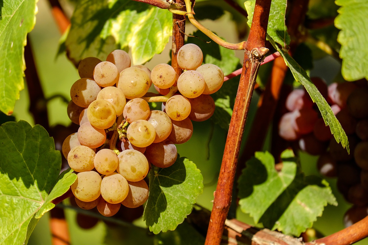 Image - grapes fruit sweet vine