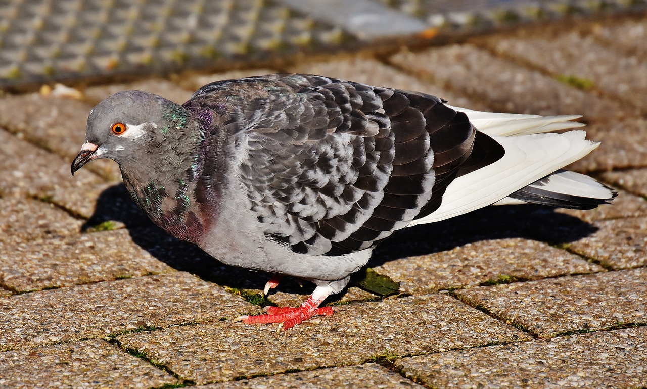 Image - city pigeon foraging dove bird