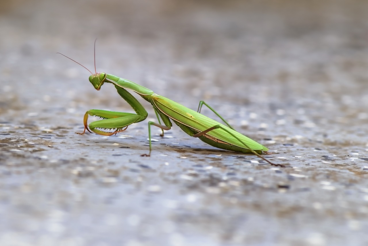 Image - mantis mantoptère insect green