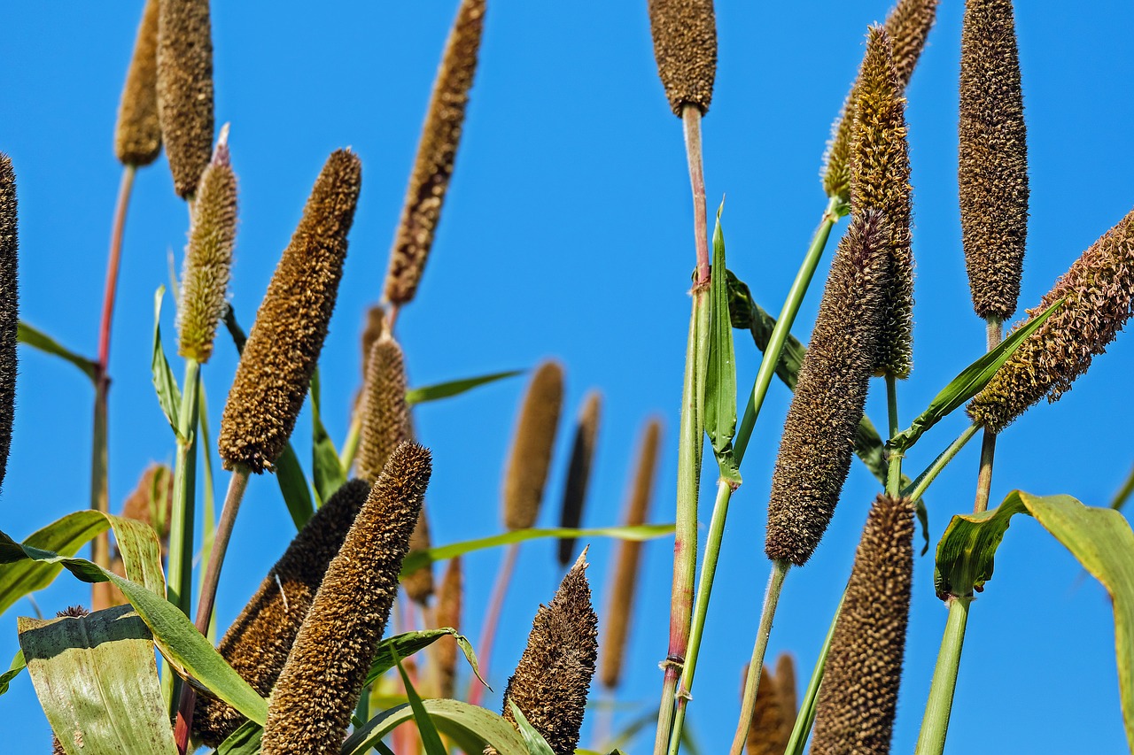 Image - millet pearl millet