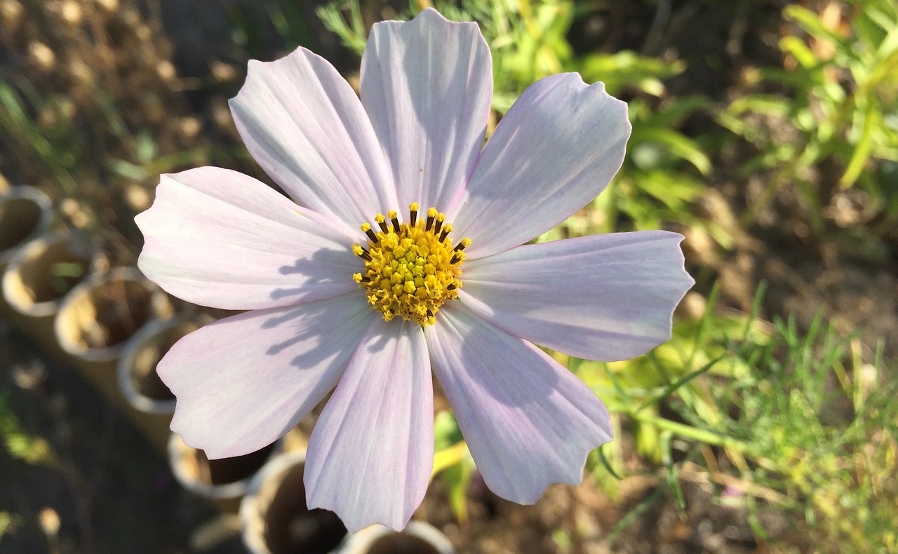 Image - cosmos flower garden flowers dacha