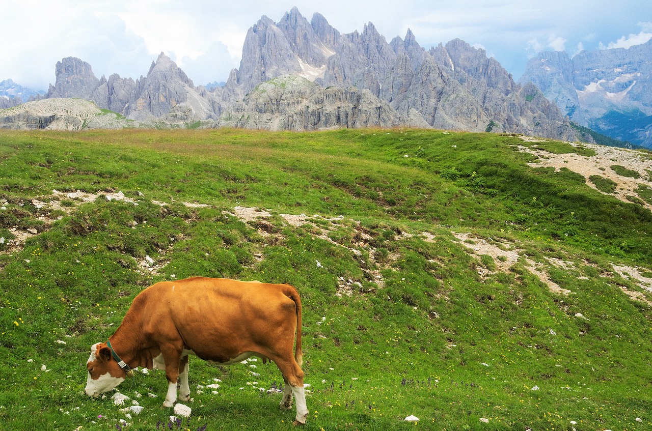 Image - mountains cow nature pasture land