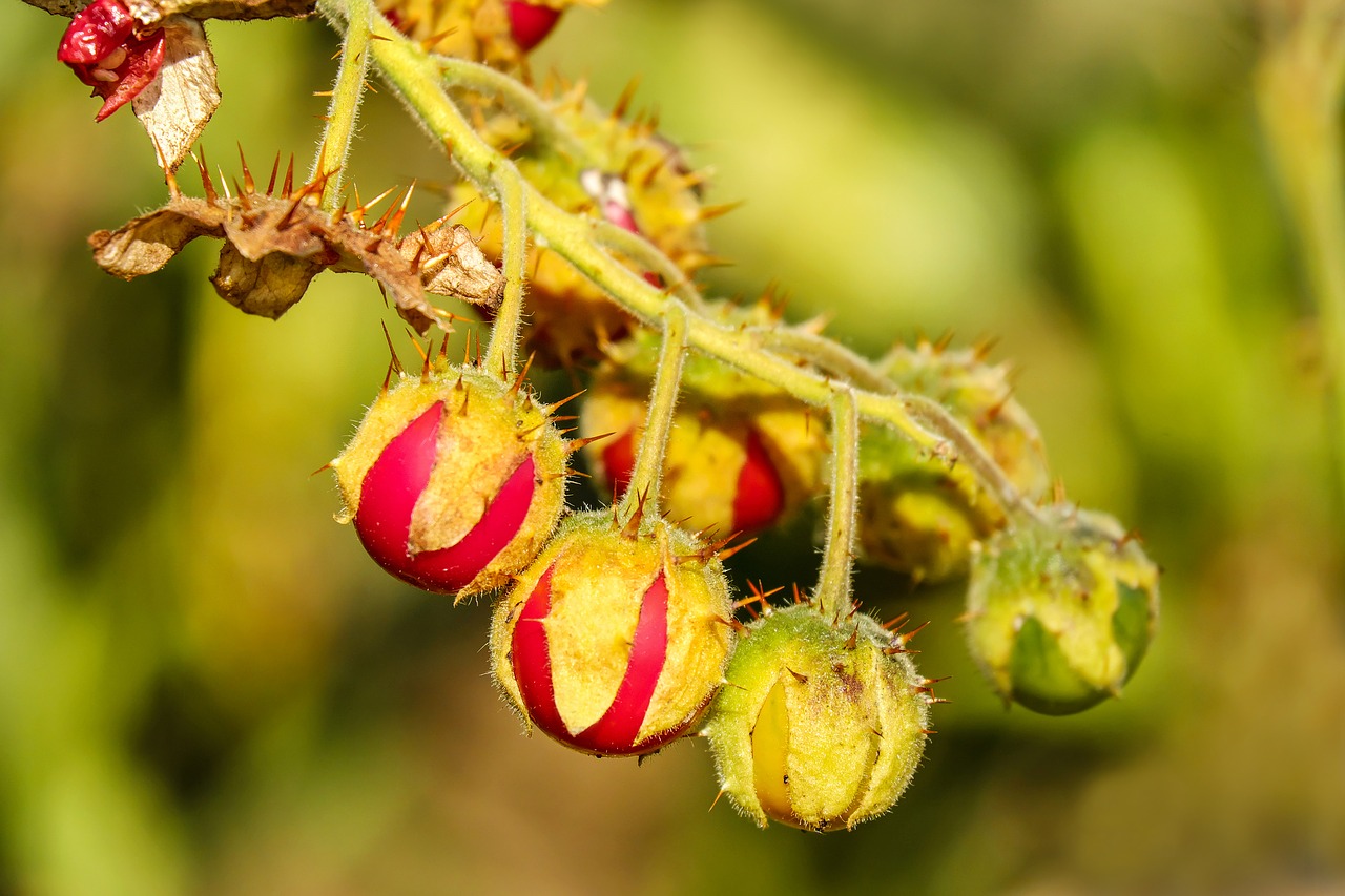 Image - tomatoes litchi tomato fruit red