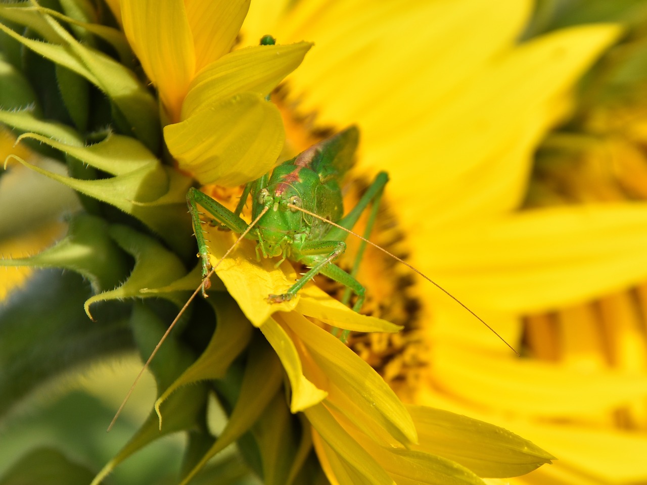 Image - delicate insect grasshopper insect
