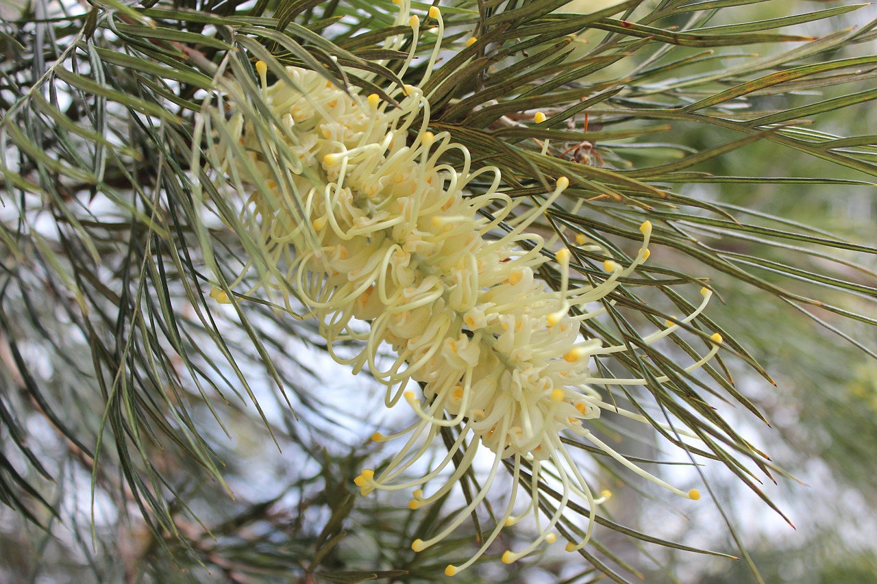 Image - flower australian flower bush