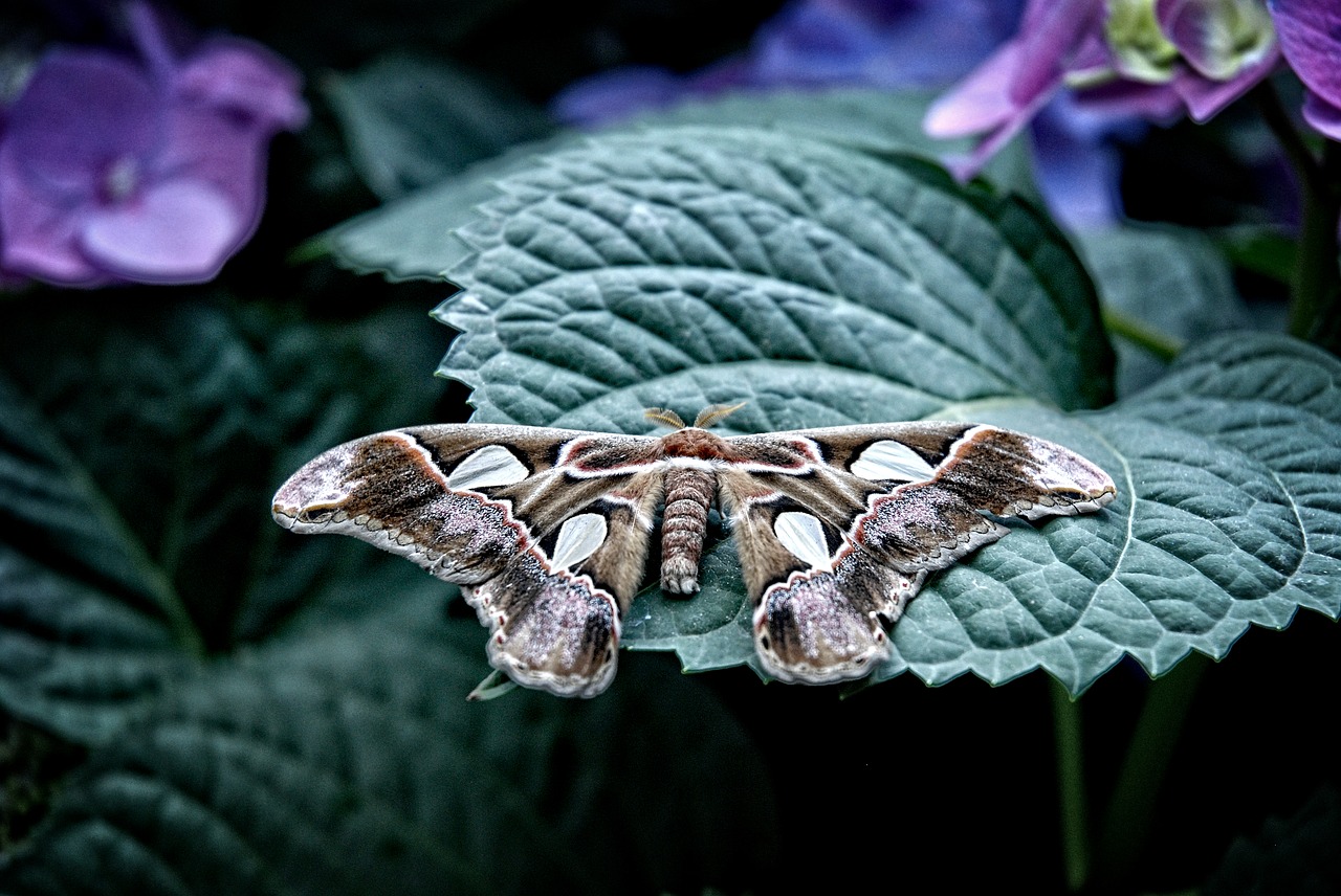 Image - attacus atlas moth butterfly fly