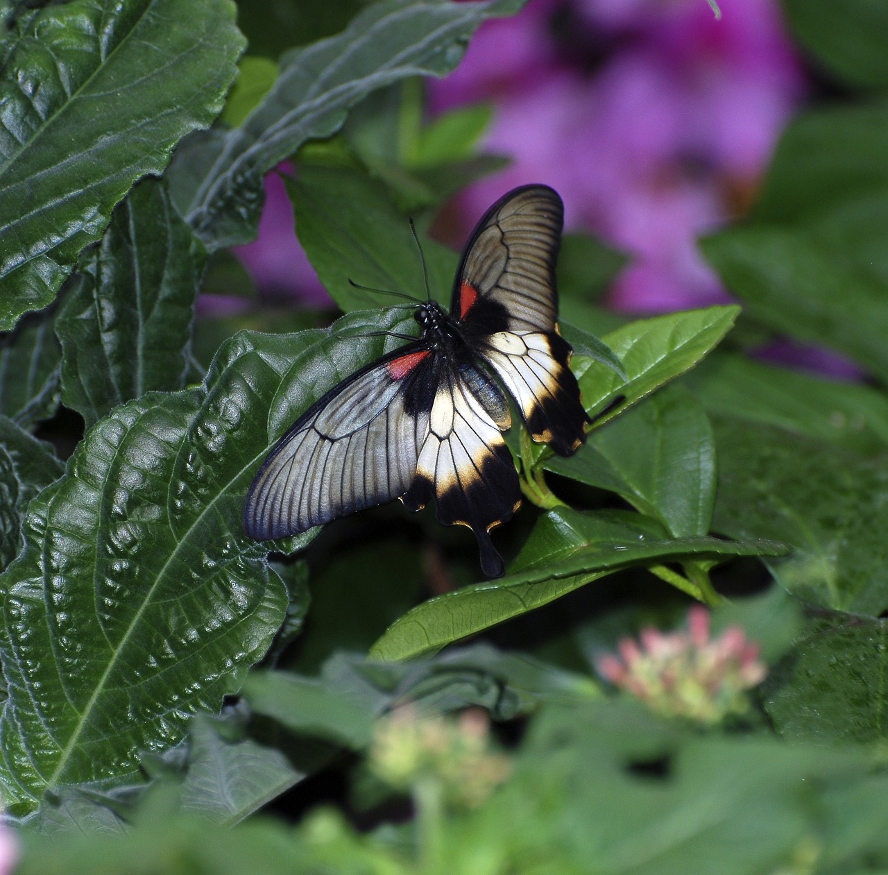 Image - butterfly rumanzovia wings open
