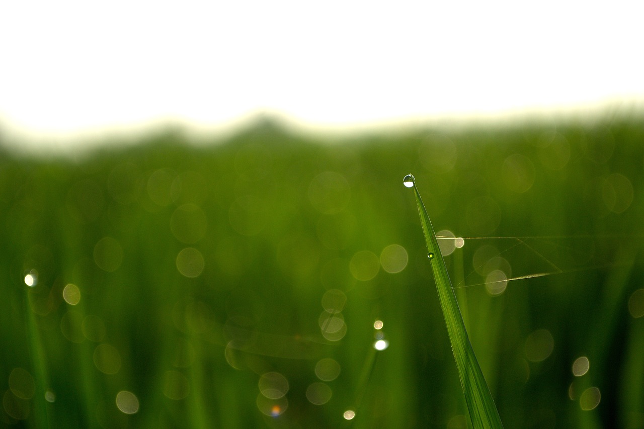 Image - dew drops of water nature cornfield