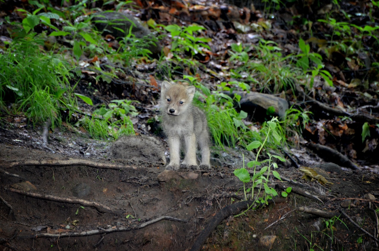 Image - carnivore timber wolf nature pup