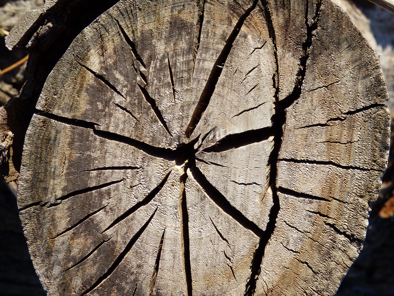 Image - trunk wood cracks cut trunk lena