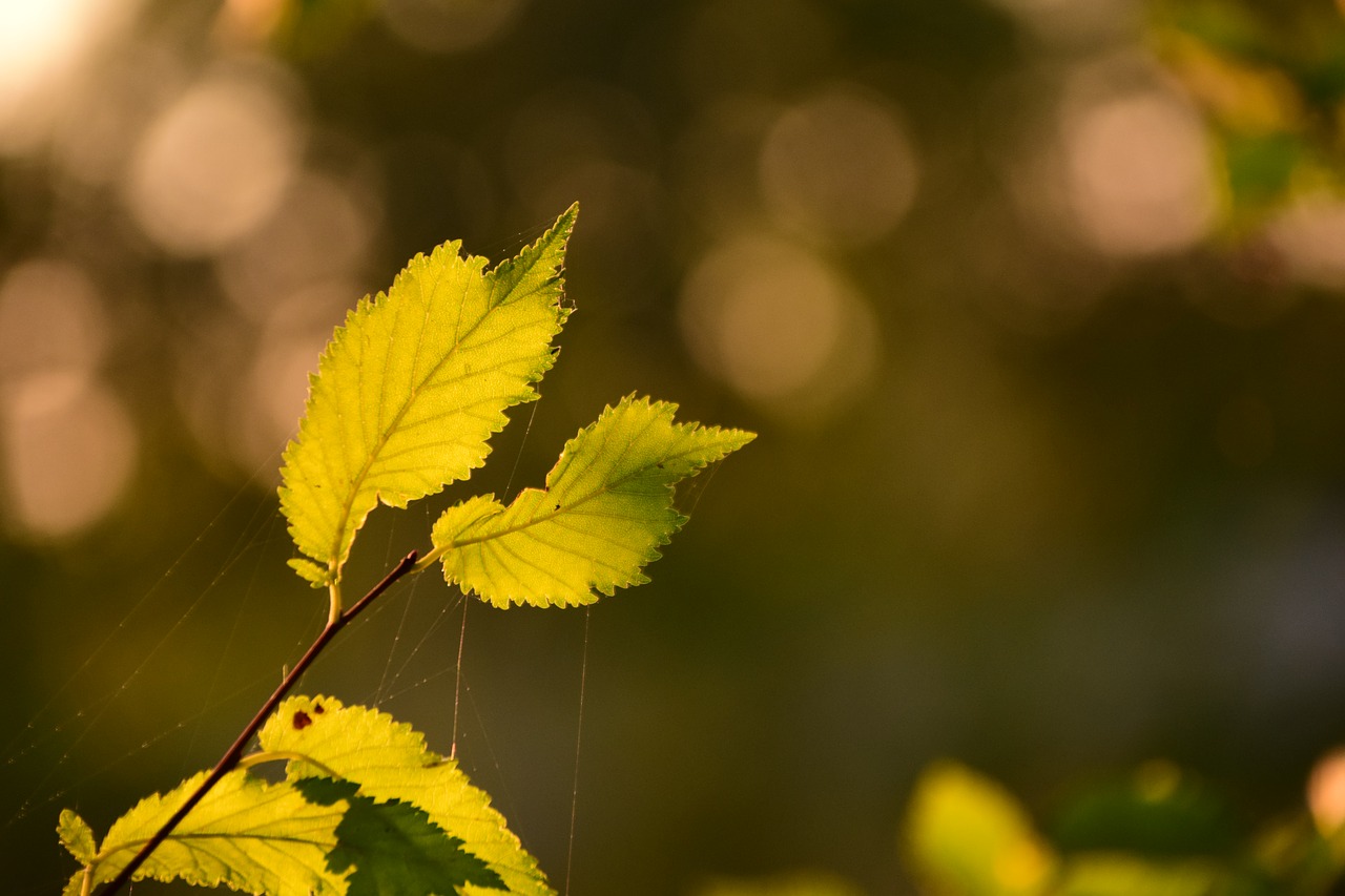 Image - leaves light green autumn