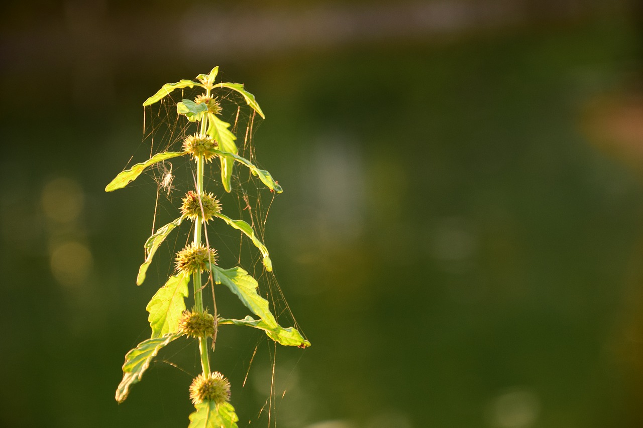 Image - branch weed plant spider webs