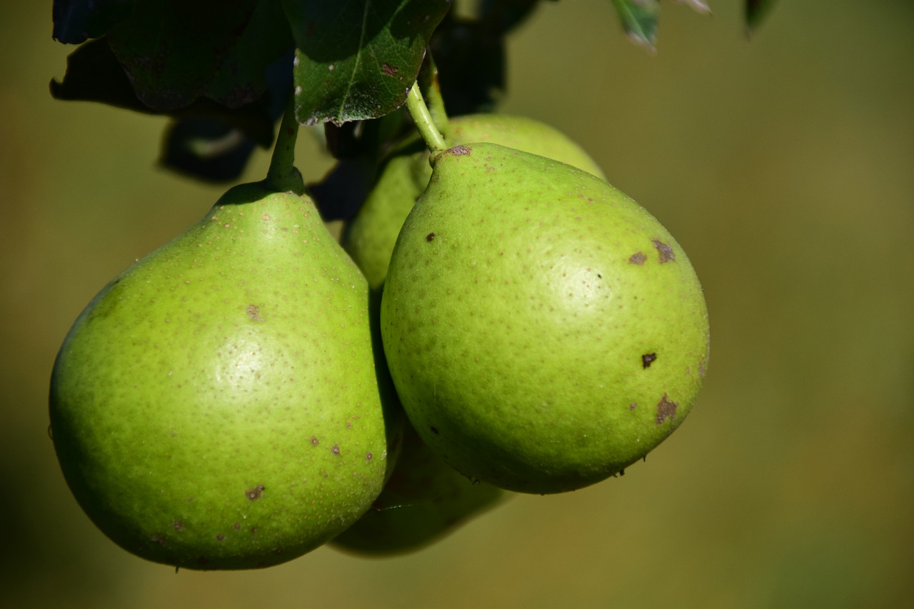 Image - pear fruit fruits summer healthy