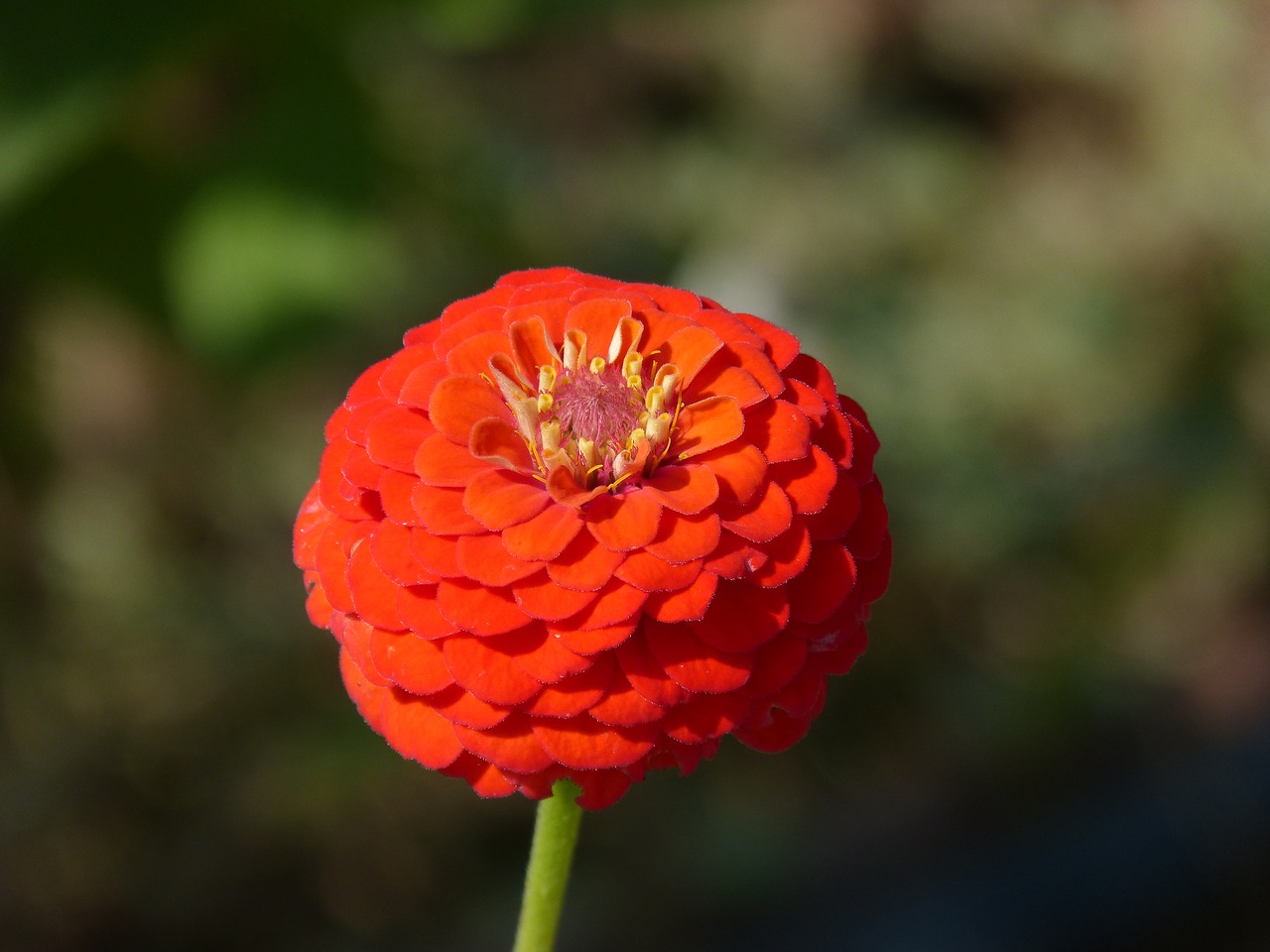 Image - zinnia flower beauty detail