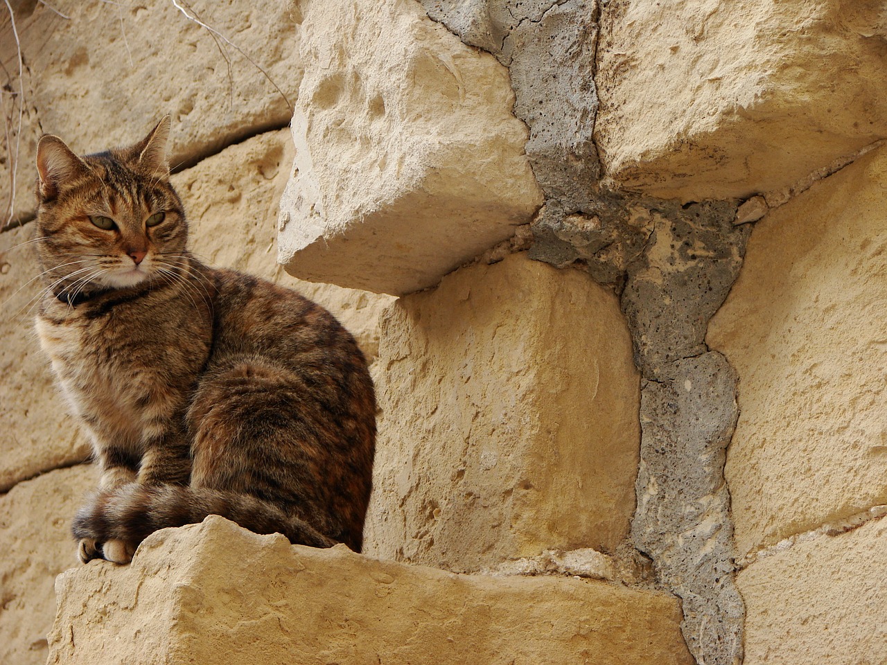 Image - cat limestone stones