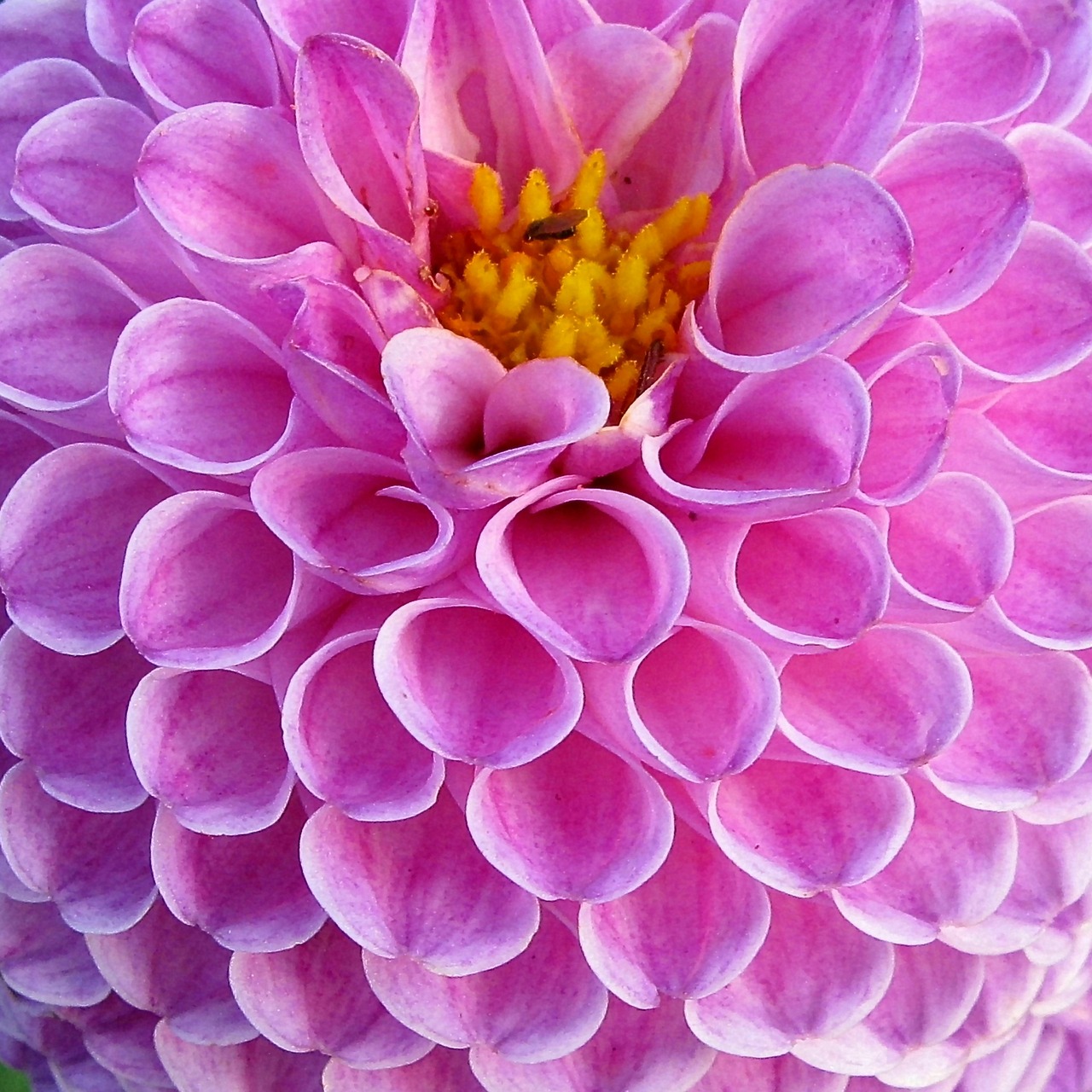 Image - dahlia dahlias flowers plant