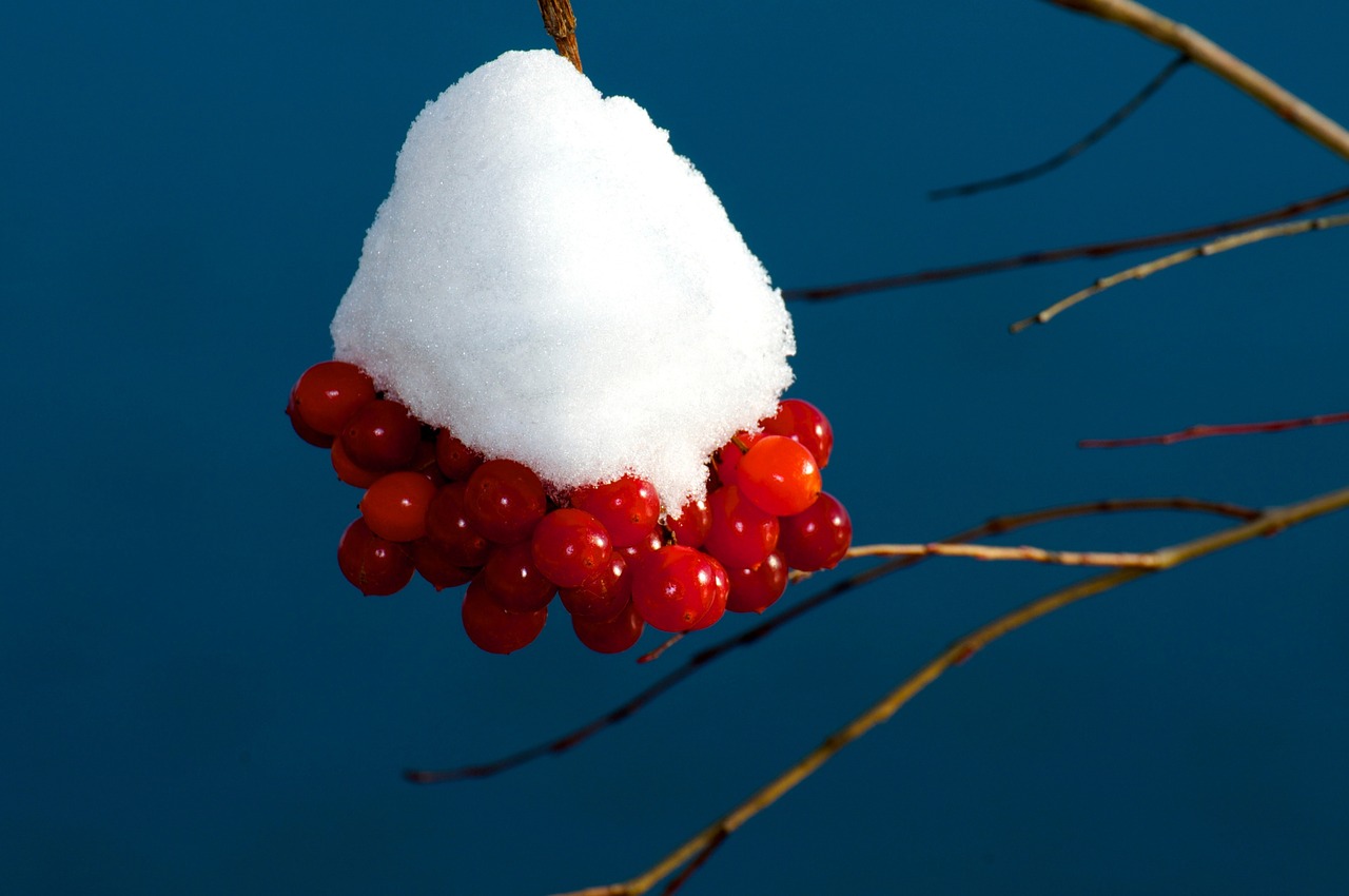 Image - snow on berries snow ball winter