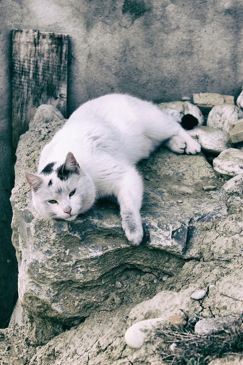 Image - vintage cat kitten peaceful relax