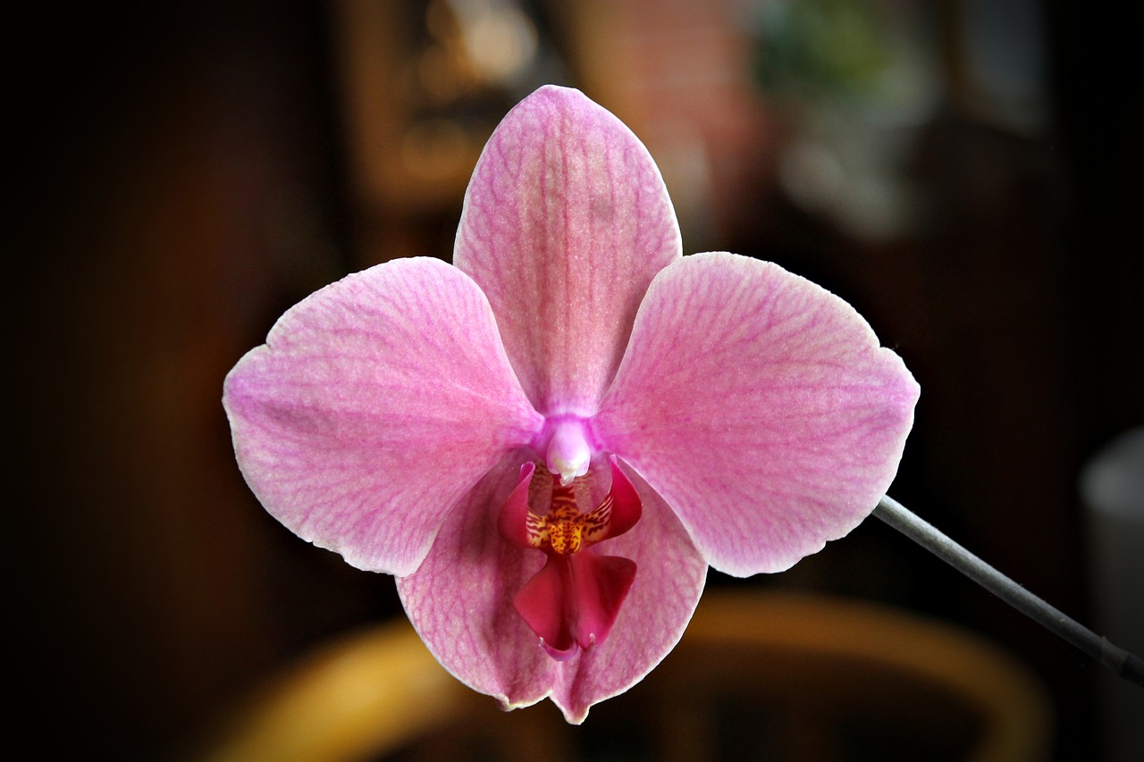 Image - orchid flower plant home mood