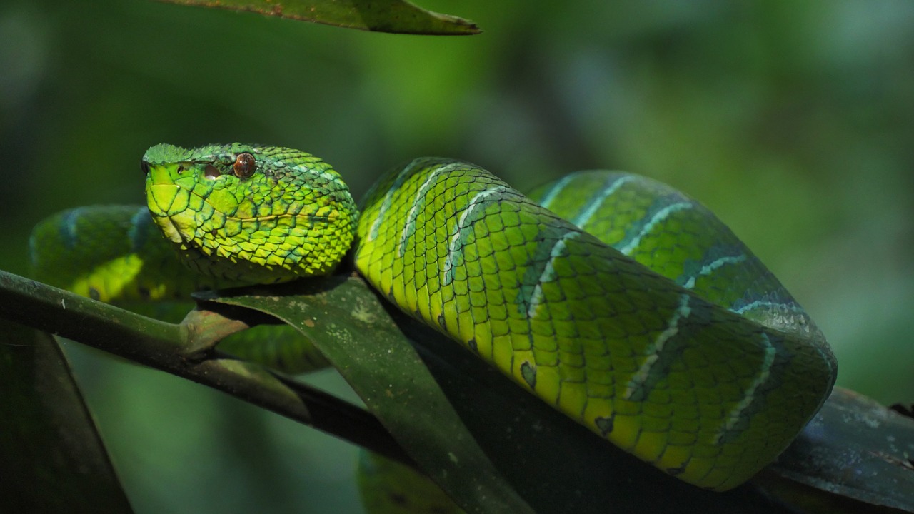 Image - snake trimeresus subannulatus