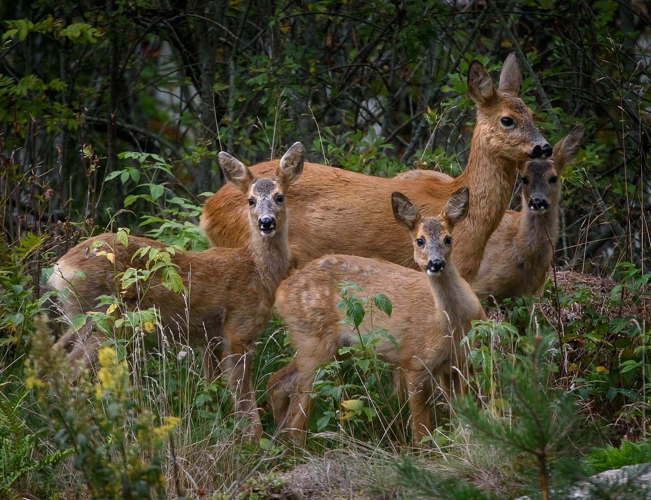 Image - venison animals the nature of the