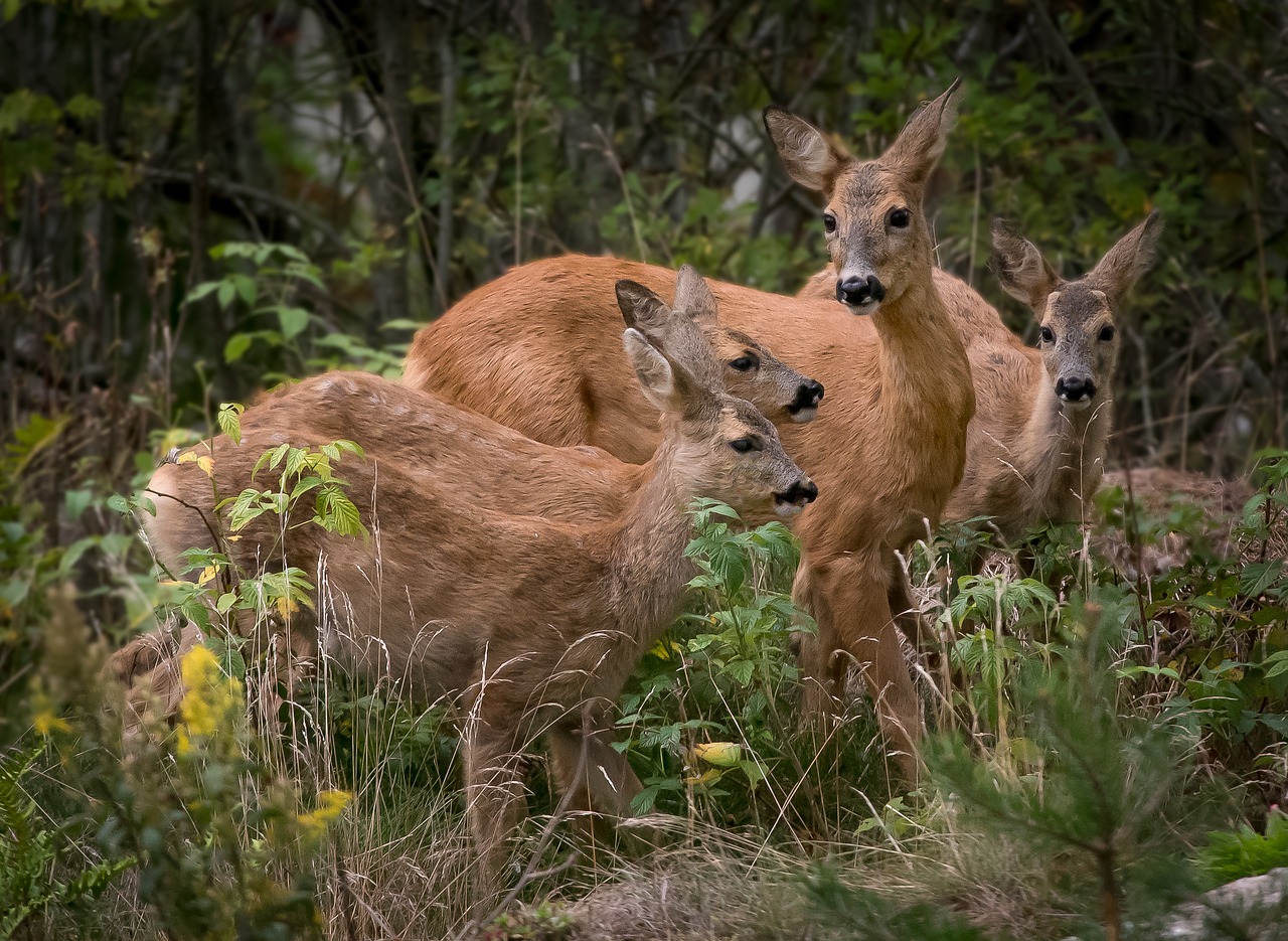 Image - deer nature family calf animal