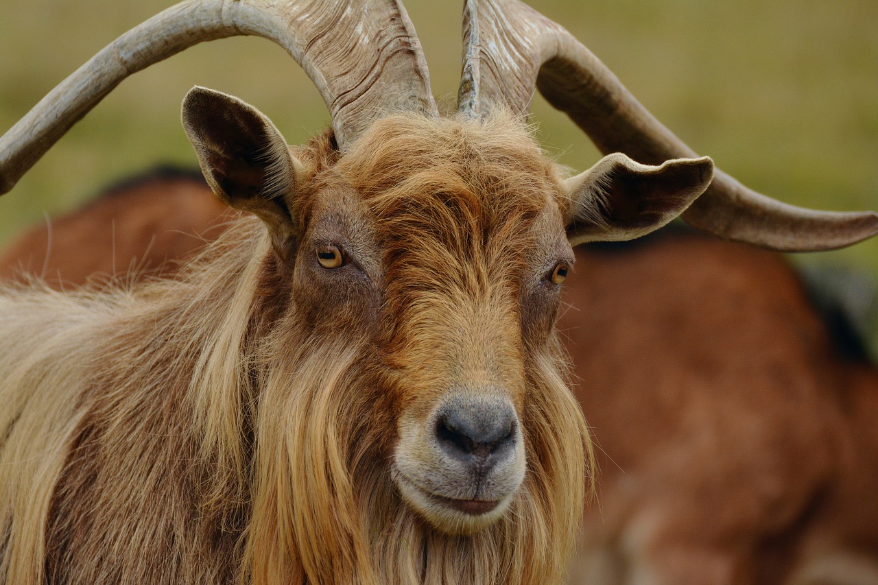 Image - billy goat mountain goat goat fur