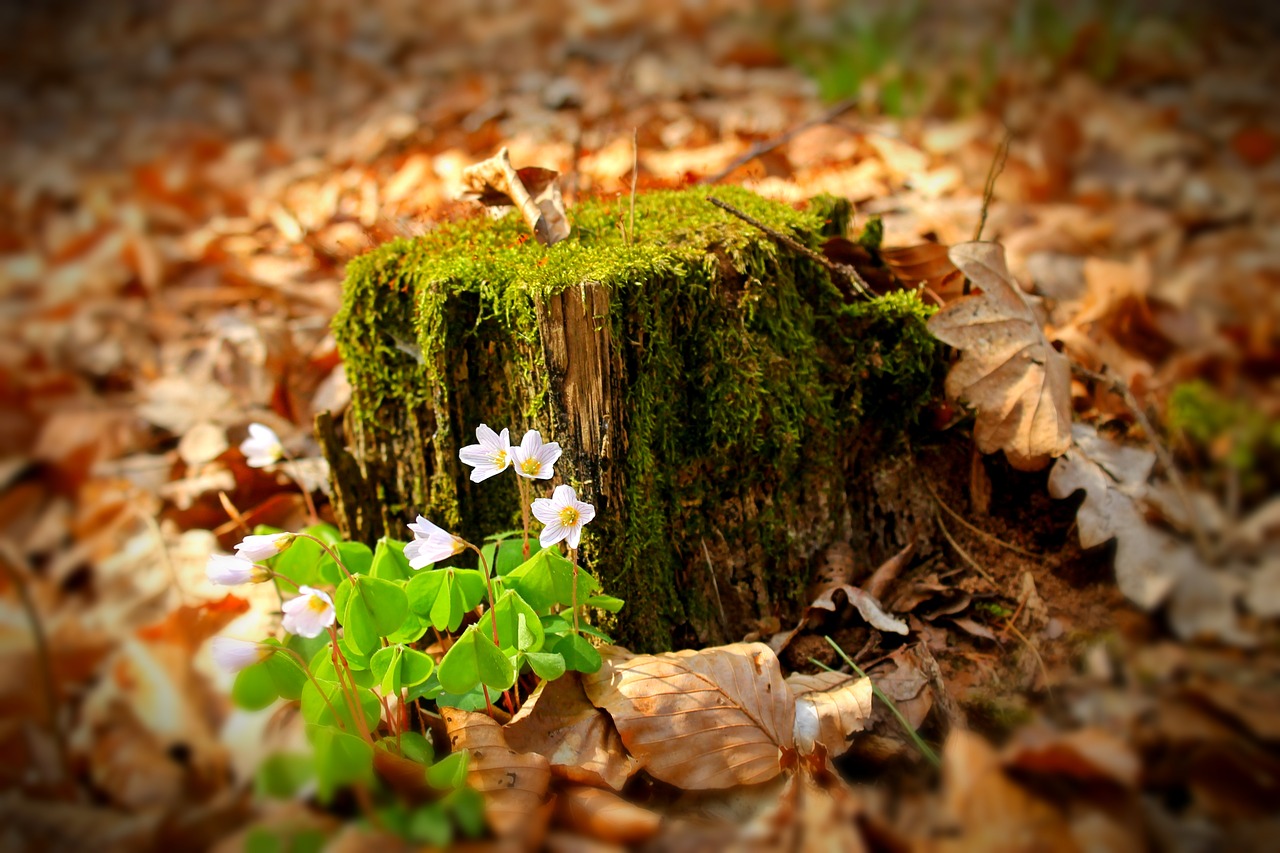 Image - forest forest flower avar autumn