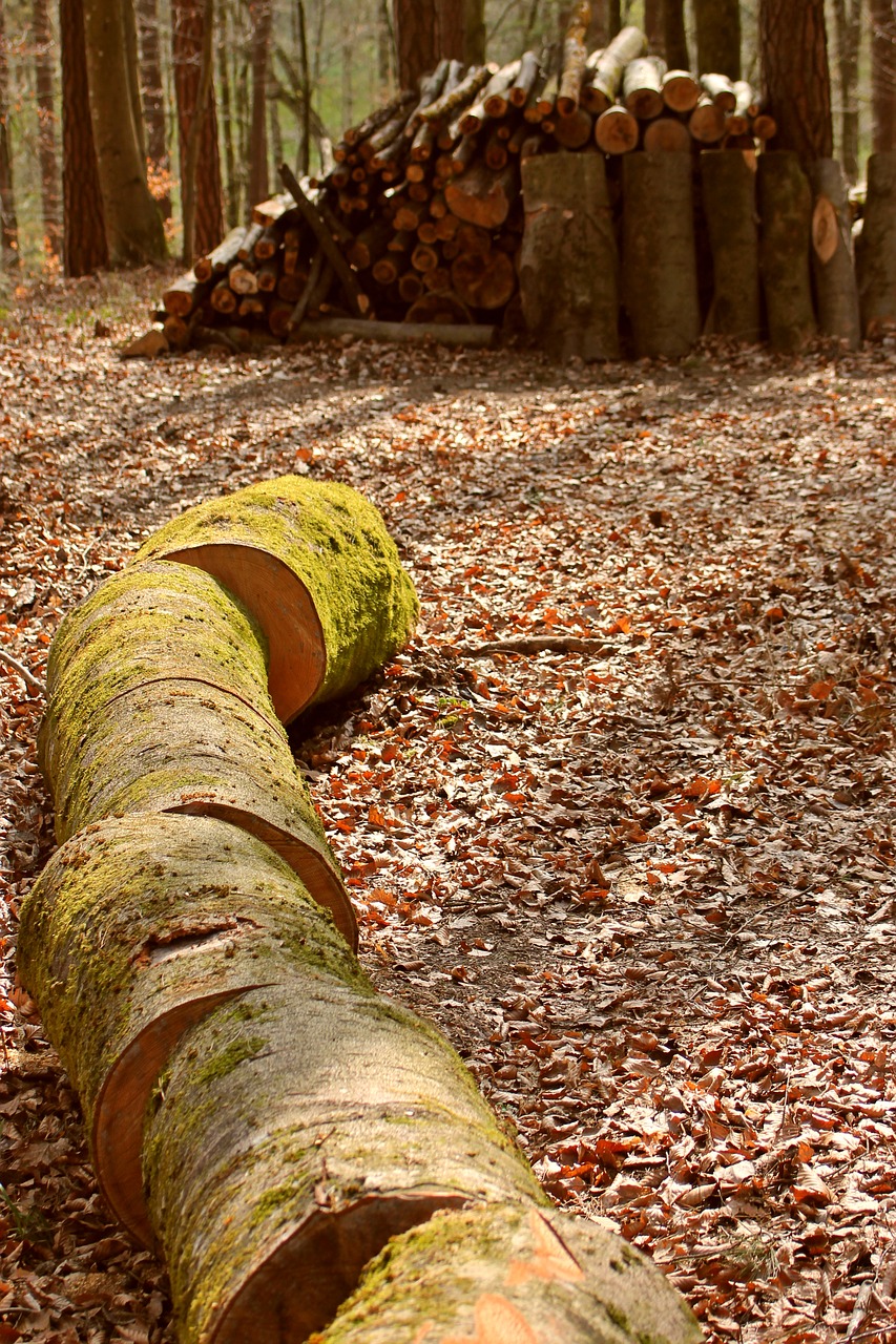 Image - woodpile logging wood cutting