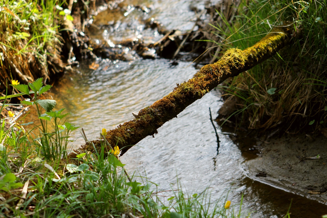 Image - forest stream brooklet branch moss