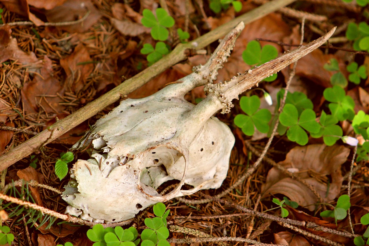 Image - skull bone animal mammal deer