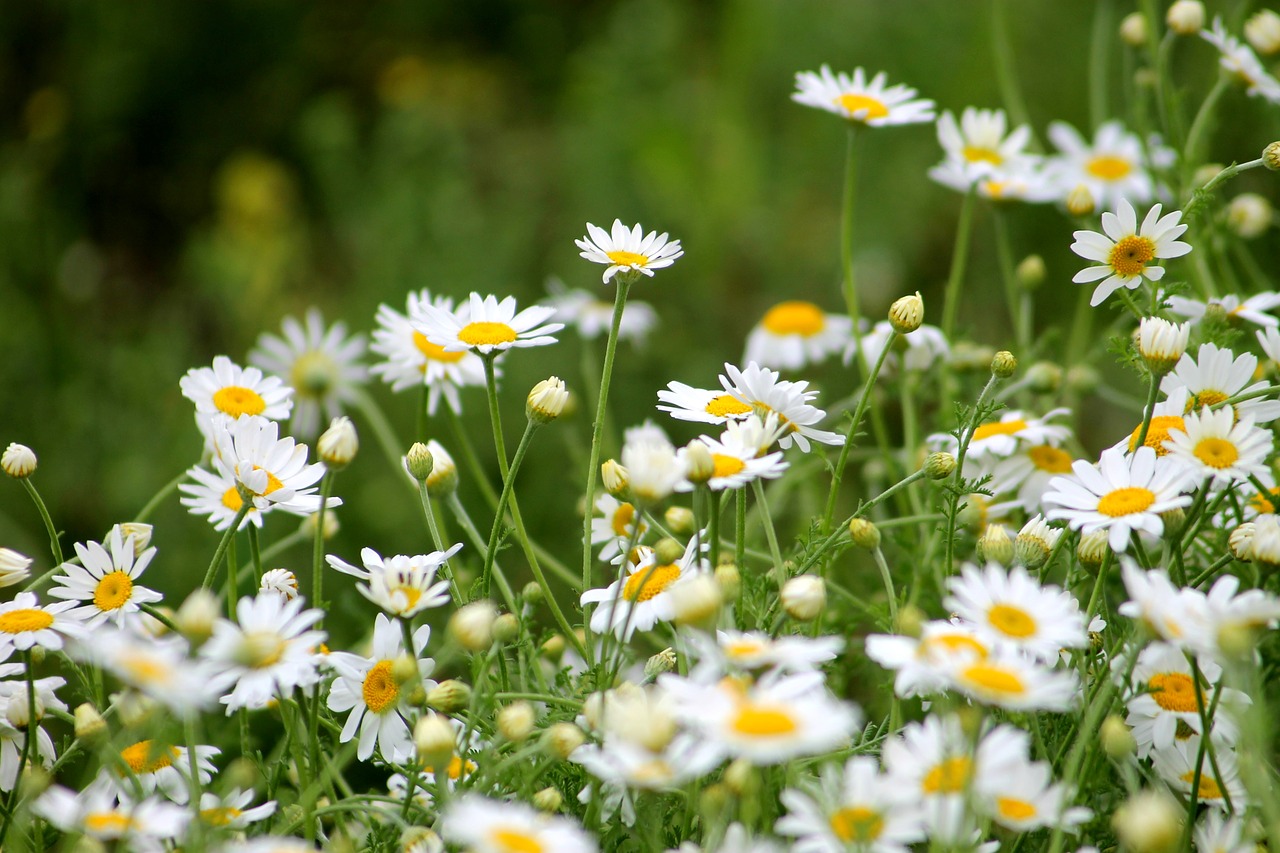 Image - plant field meadow daisy summer