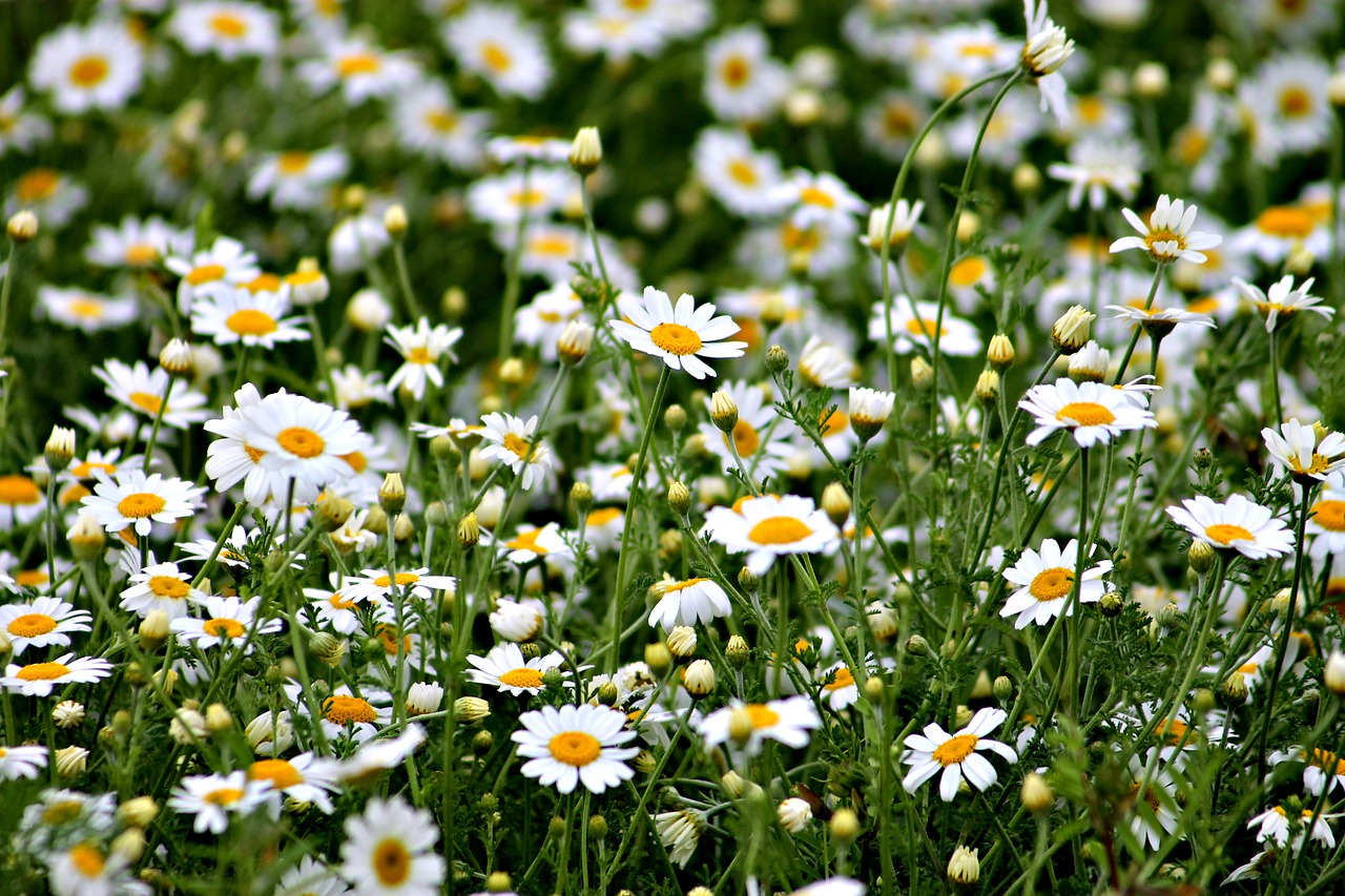 Image - plant field meadow daisy summer