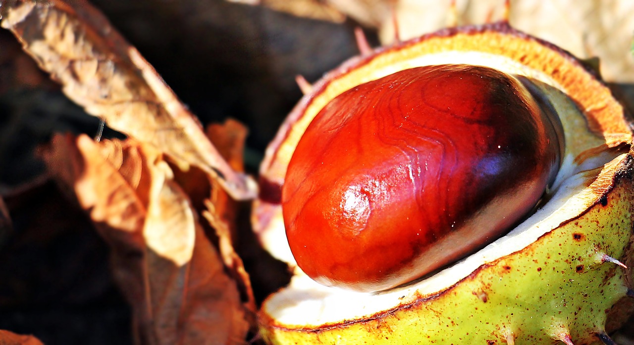 Image - chestnut autumn leaves spur open