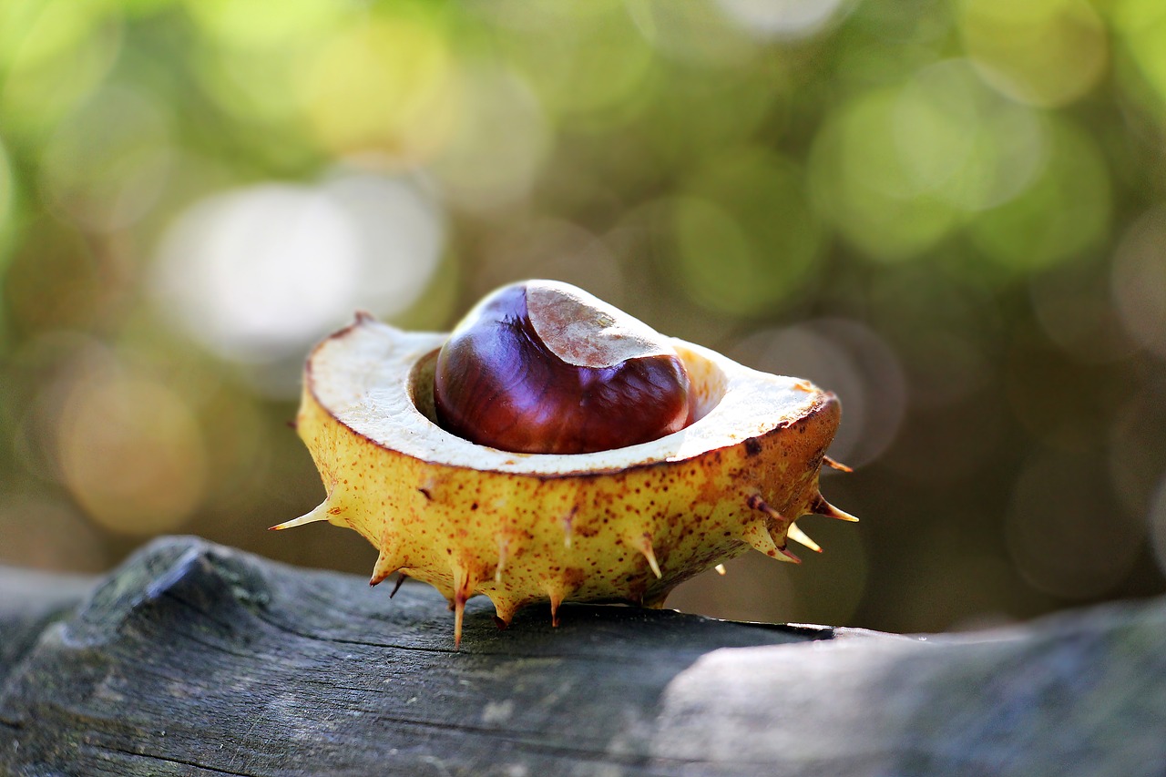 Image - chestnut autumn spur open