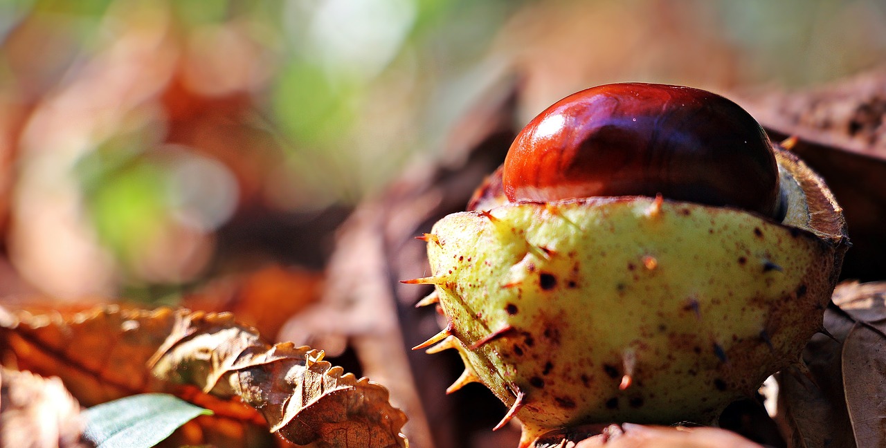 Image - chestnut autumn leaves spur open