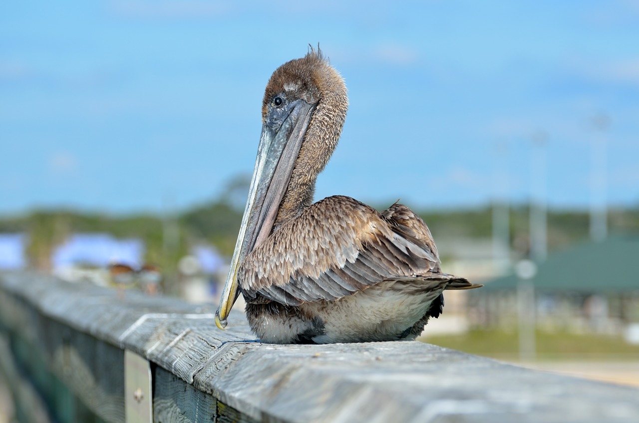 Image - pelican bird resting fishing pier