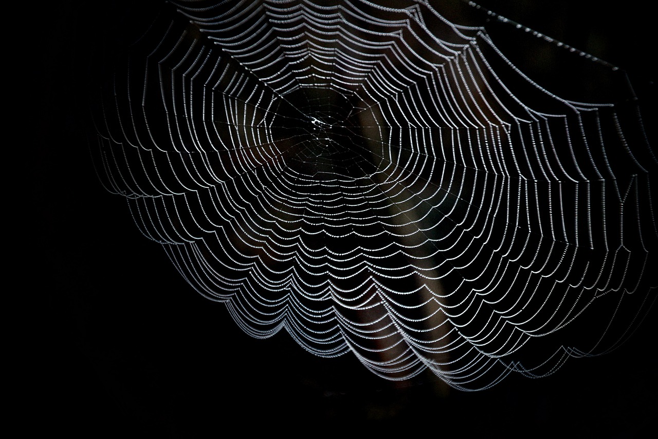 Image - cobweb network spider dewdrop